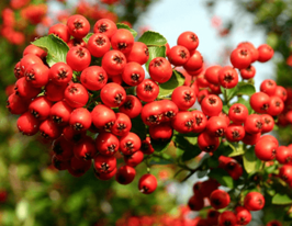 Піраканта яскраво-червона Ред Колумн Red Columnкупити