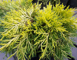 Можжевельник средний Голден Джой Golden Joy купить