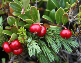 Толокнянка обыкновенная Arctostaphylos uva-ursi купить