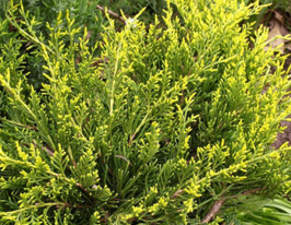 Можжевельник средний Мордиган Голд Mordigan Gold купить