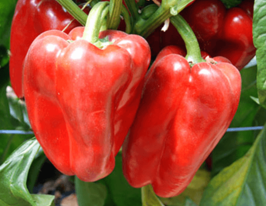 Перець солодкий Камерон F1купити