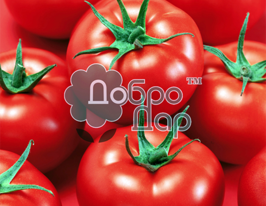 Томат Акселерат купить