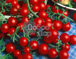 Томат Виноград купить
