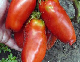 Томат Джерсі Гігант Jersey Giantкупити