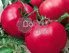 Томат Китай 7купити