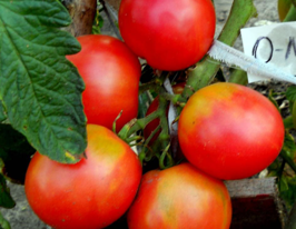 Томат Оля-лякупити