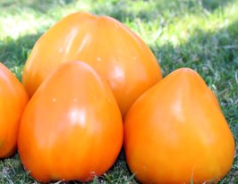 Томат Суниця оранжевакупити
