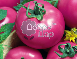 Томат Яніцикупити