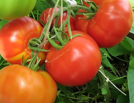 Томат Анжела Гигант купить