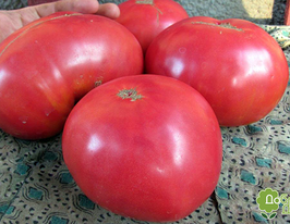 Томат Ваше благородие F1 купить