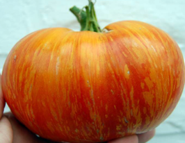 Томат Королевская красота купить