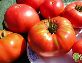 Томат Гордость купить