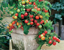 Томат Ампельные купить