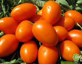 Томат Брава Польская купить