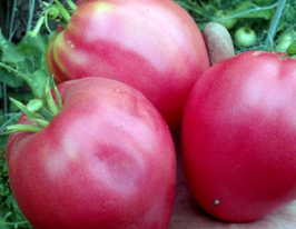 Томат Вельможа купить