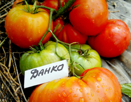 Томат Данко купить