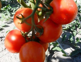 Томат Десанткупити