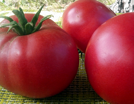 Томат Клондайк малиновийкупити