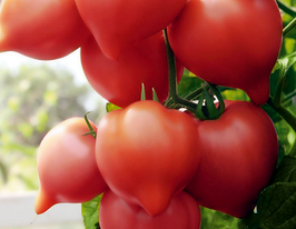 Томат Мадера F1купити