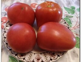 Томат Марион купить