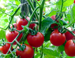 Томат Неотесанная черешня купить