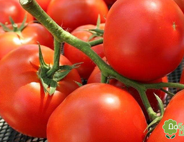Томат Рання пташкакупити