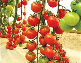 Томат Ред черрікупити