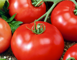 Томат Рюрик F1 купить