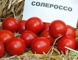 Томат Солероссо F1 купить