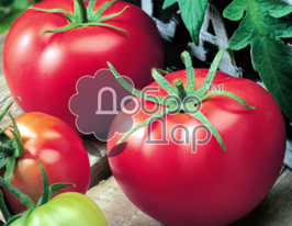 Томат Стрелец купить