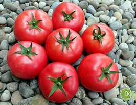 Томат Любимая песня купить