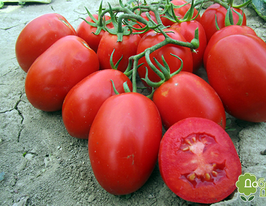 Томат Царский купить