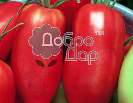 Томат Счастливчик купить