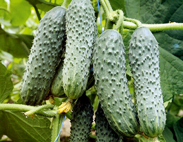 Огурец Мамлюк F1 купить