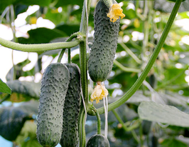 Огурец Сотник F1 купить