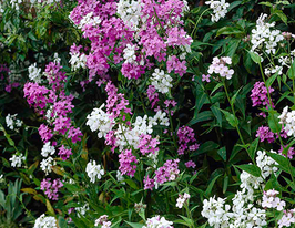 Вечерница Матроны Смесь окрасок купить