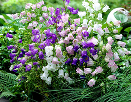 Колокольчик средний Простая смесь купить