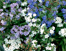 Анхуза капська Сумішкупити