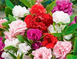 Бальзамін Том Тамб сумішкупити