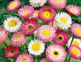 Геліптерум рожевий Сумішкупити