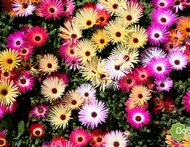 Доротеантус (кришталева трава)купити