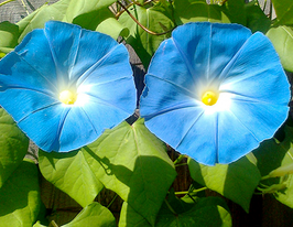 Ипомея Хевенли Блю купить