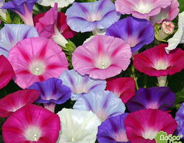 Ипомея Цветной Бум купить