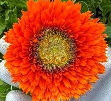 Календула Зелене серце Сумішкупити