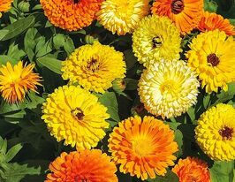 Календула махрова Фієста Гітана Мікскупити