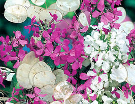 Лунарія Суміш кольорівкупити