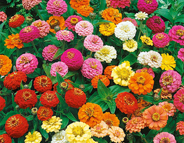 Майорці Тумбеліна сумішкупити