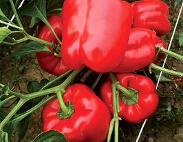 Перец сладкий Геркулес F1 купить