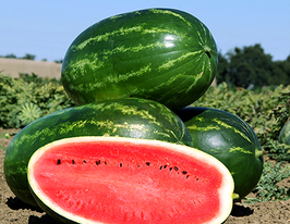 Кавун Меліна F1купити