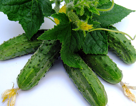 Огурец Регал F1 купить